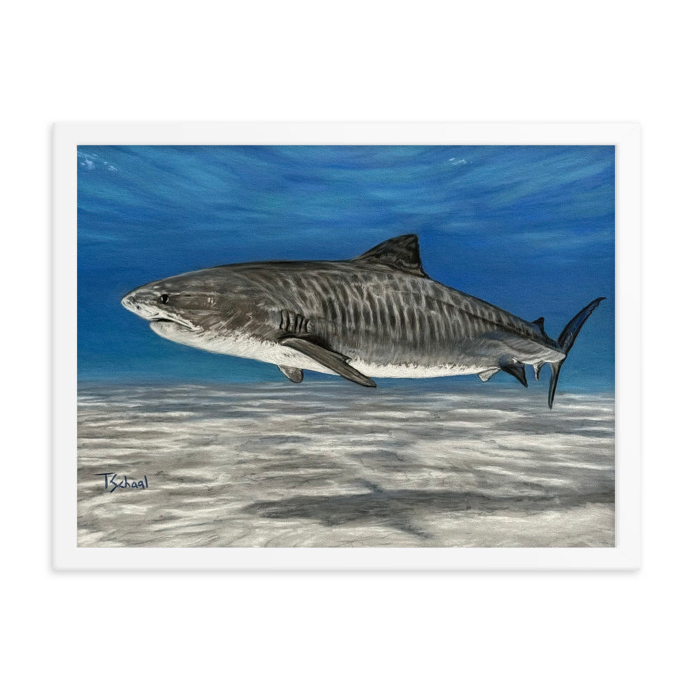 Tiger Shark Framed Print