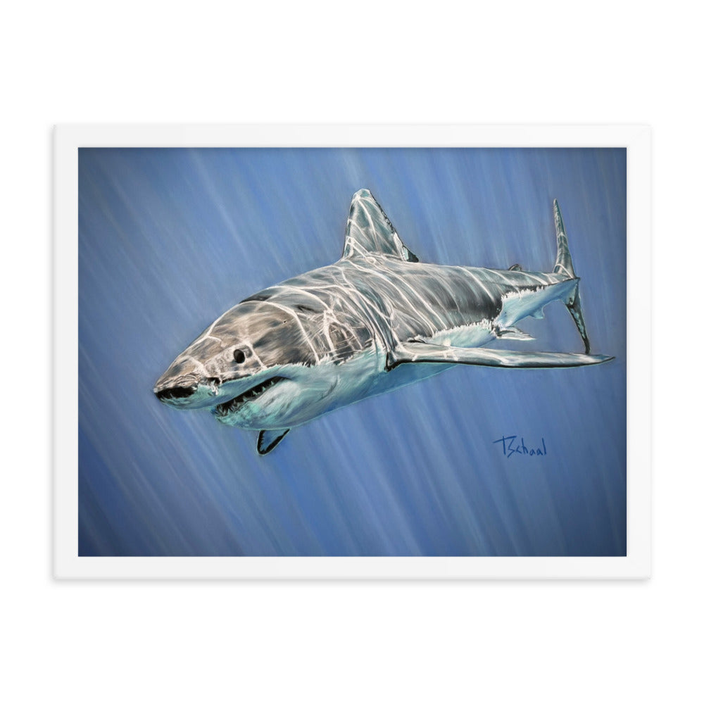 Here Sharky Sharky! Framed Prints