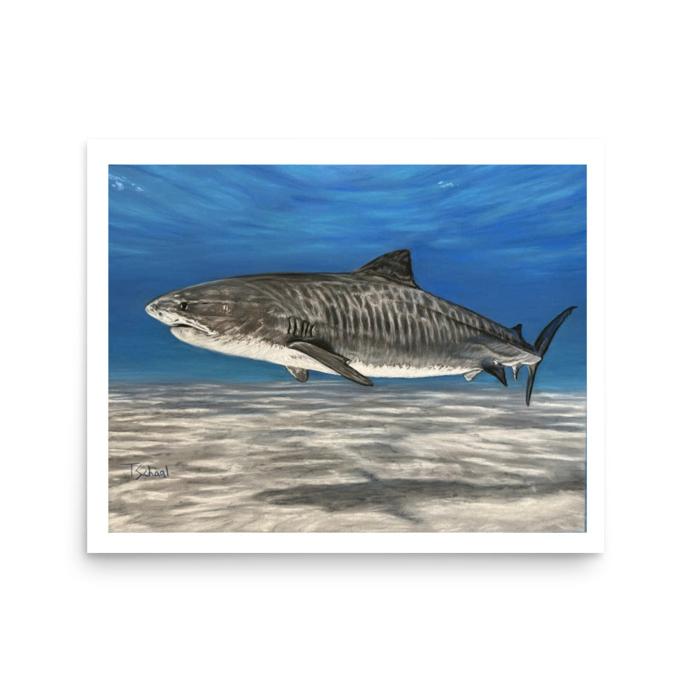 Tiger Shark unframed print