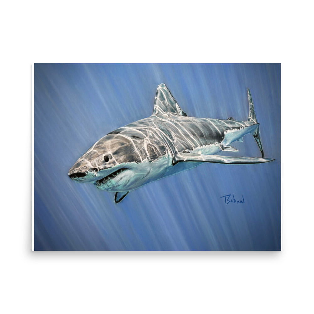 Here Sharky Sharky! Unframed prints